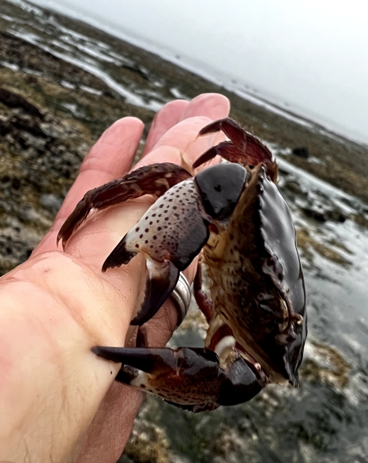 Red Rock Crab